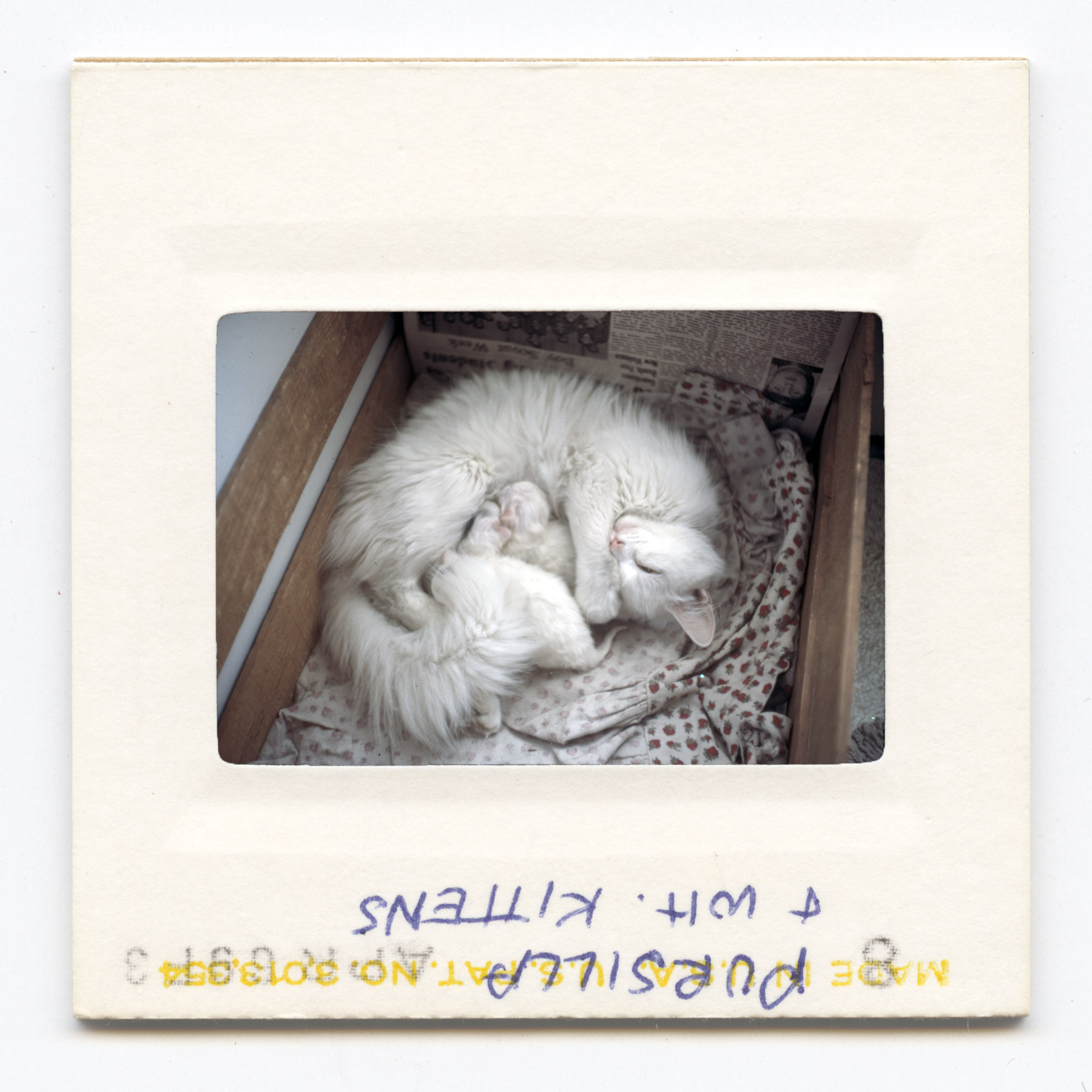 Pursilla &amp;amp;amp; White Kittens - 1969