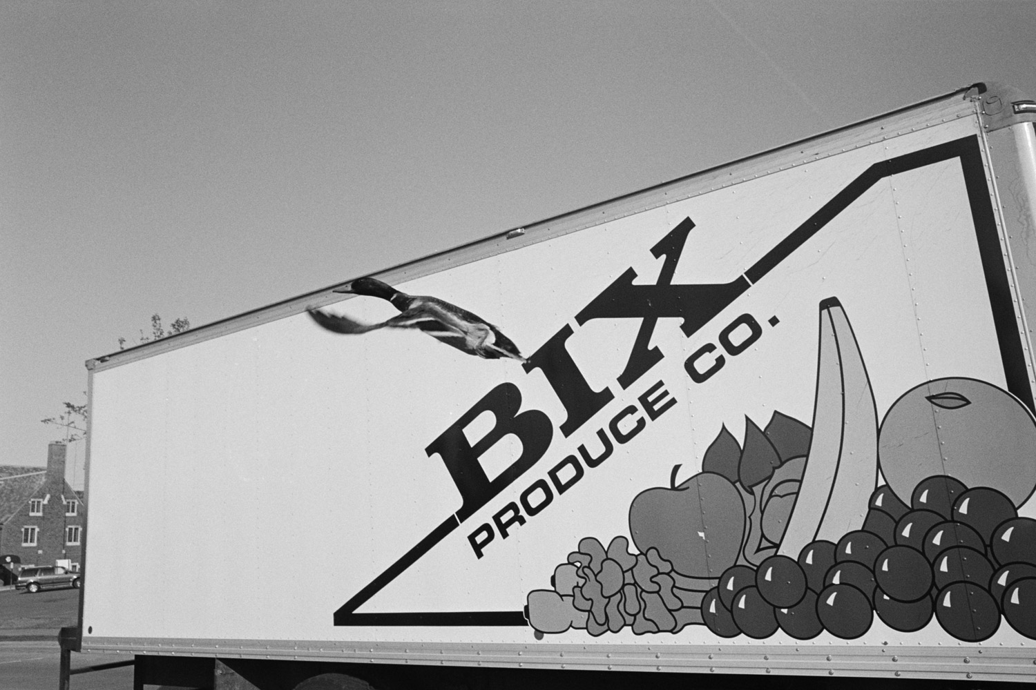 Duck flying in front of a Bix truck. 