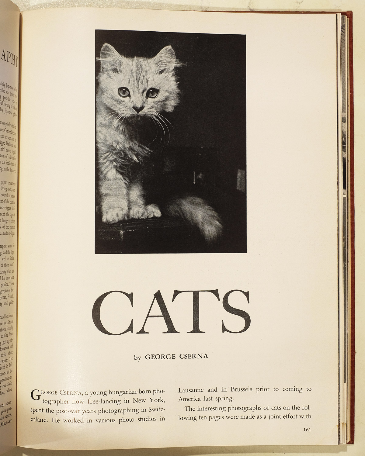 Cats, by George Cserna