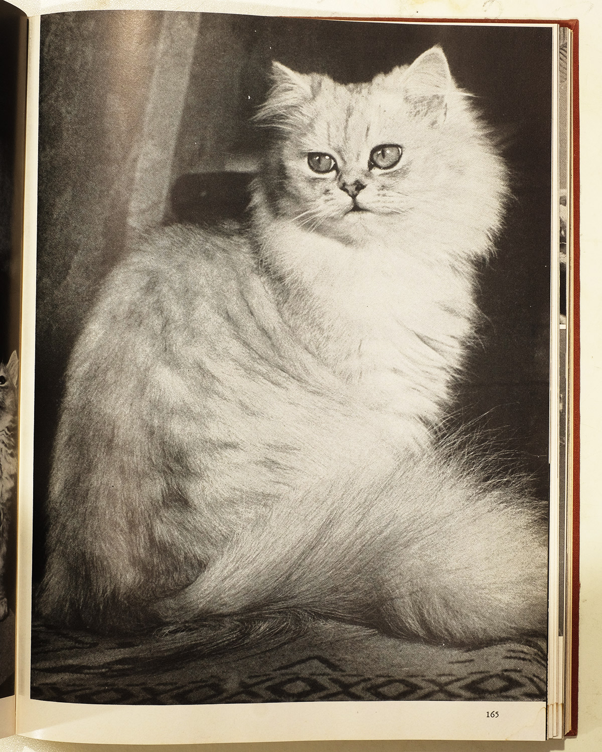 Leonine, A Silver Grey Beauty