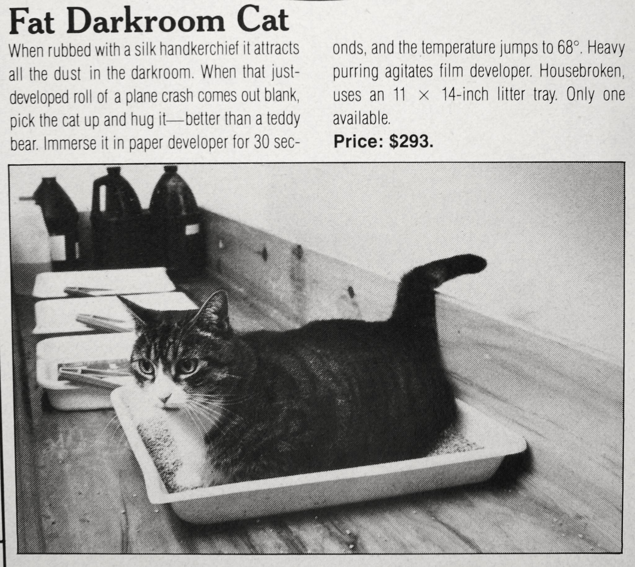 Fat Darkroom Cat