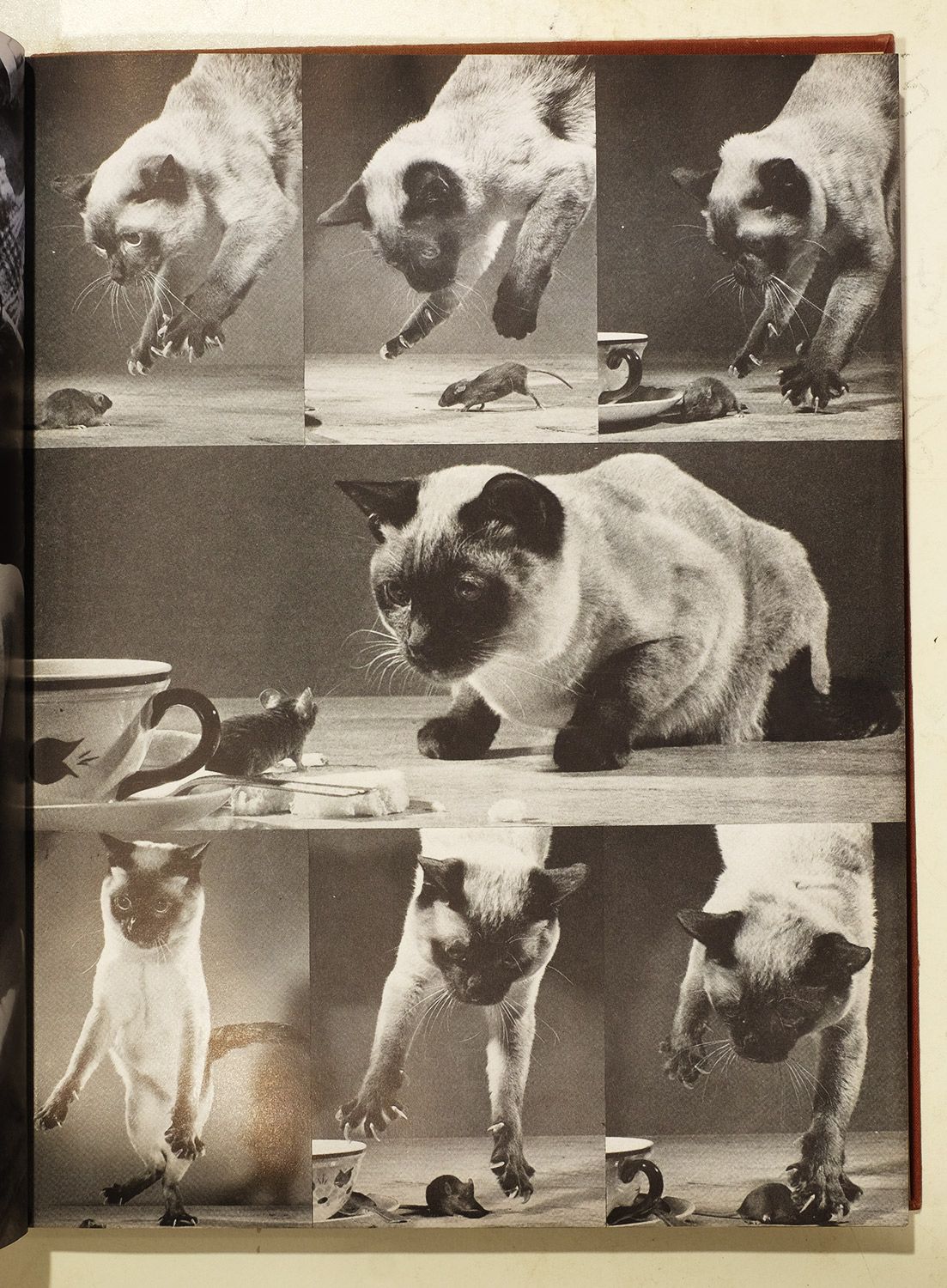 Jack Gorman - Cat and Mouse