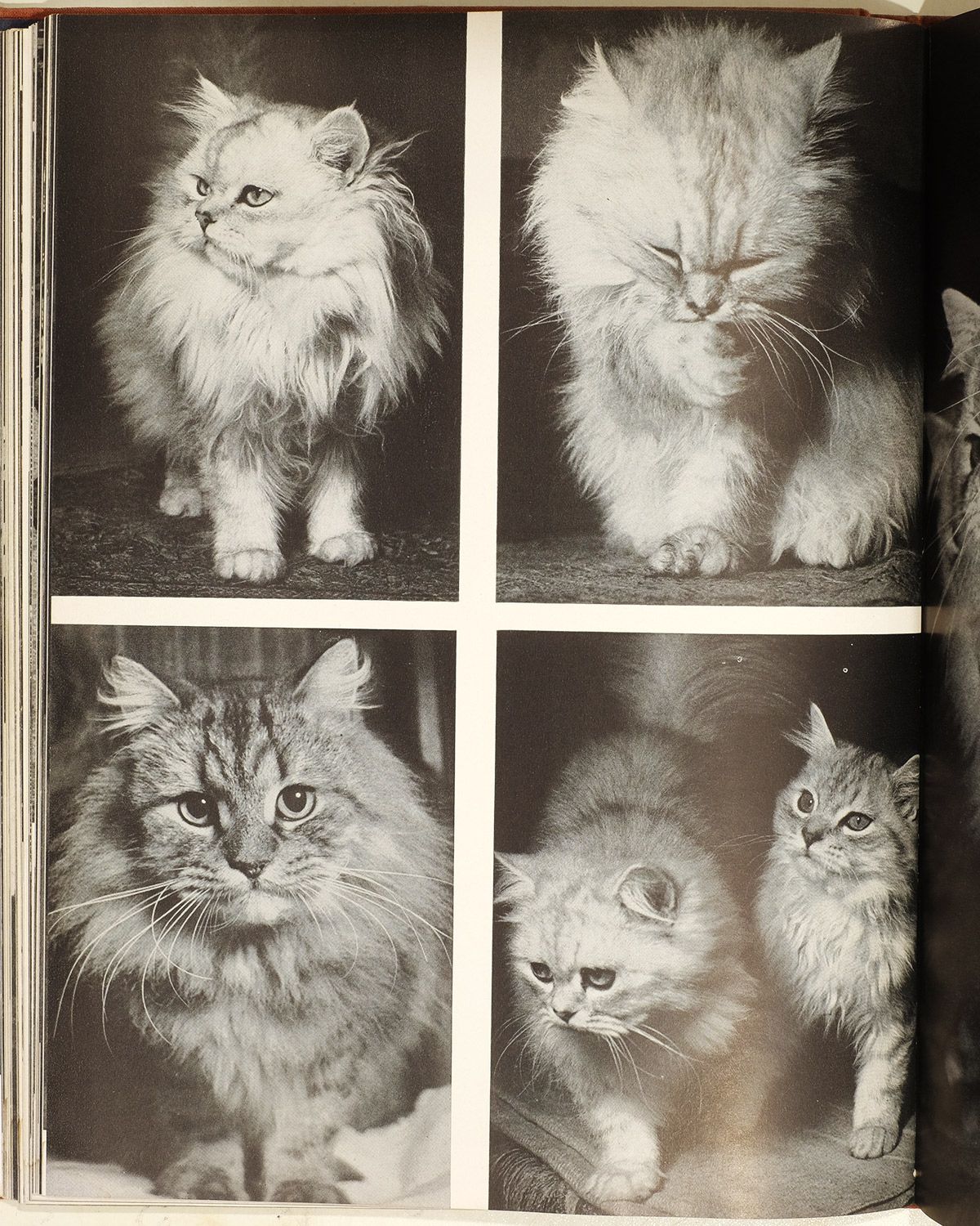 Four Portraits