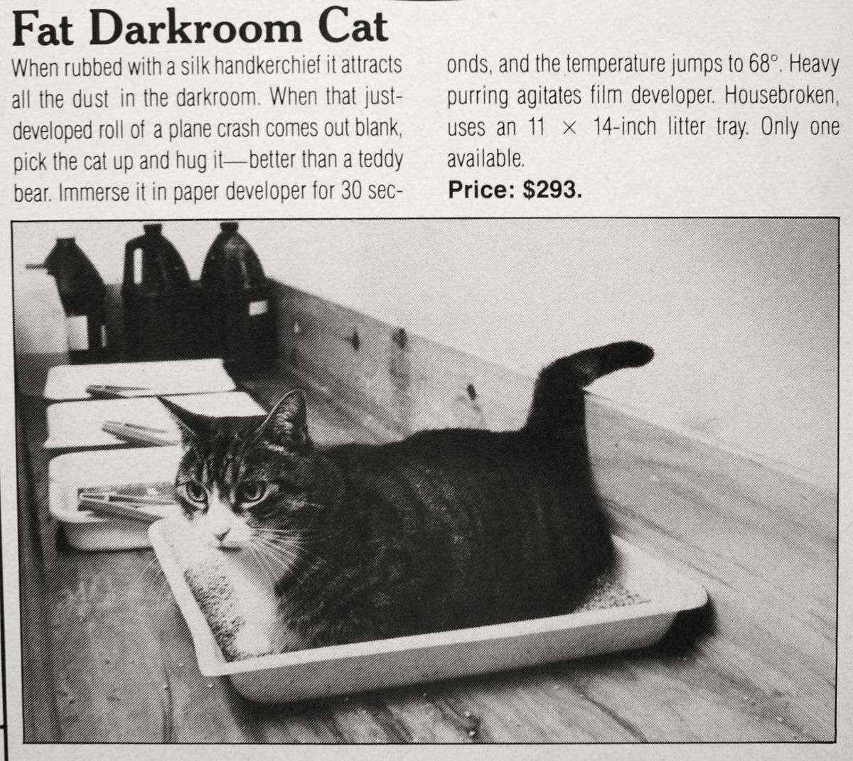 Fat Darkroom Cat