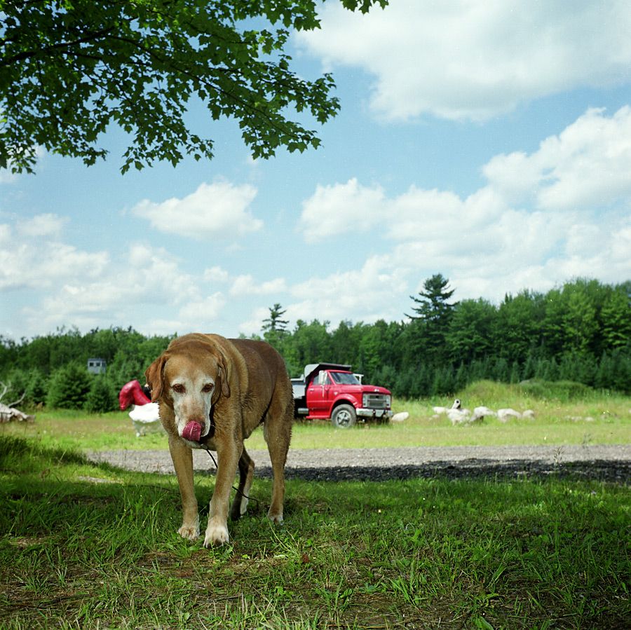 Ike Licks His Chops - 2008