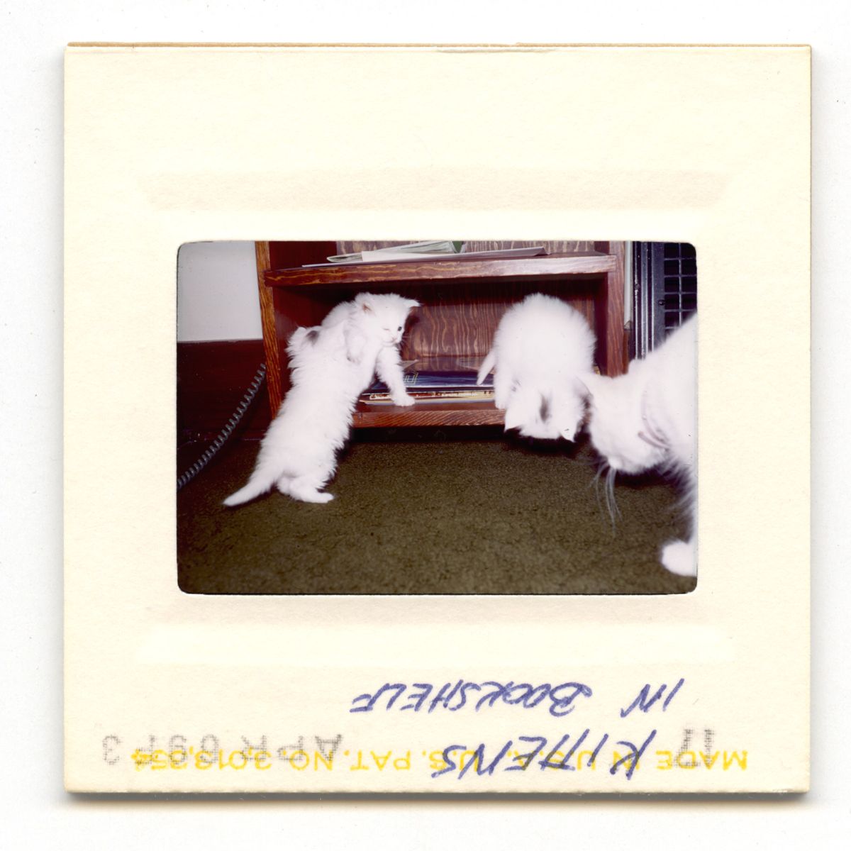 Kittens In Bookshelf - 1969