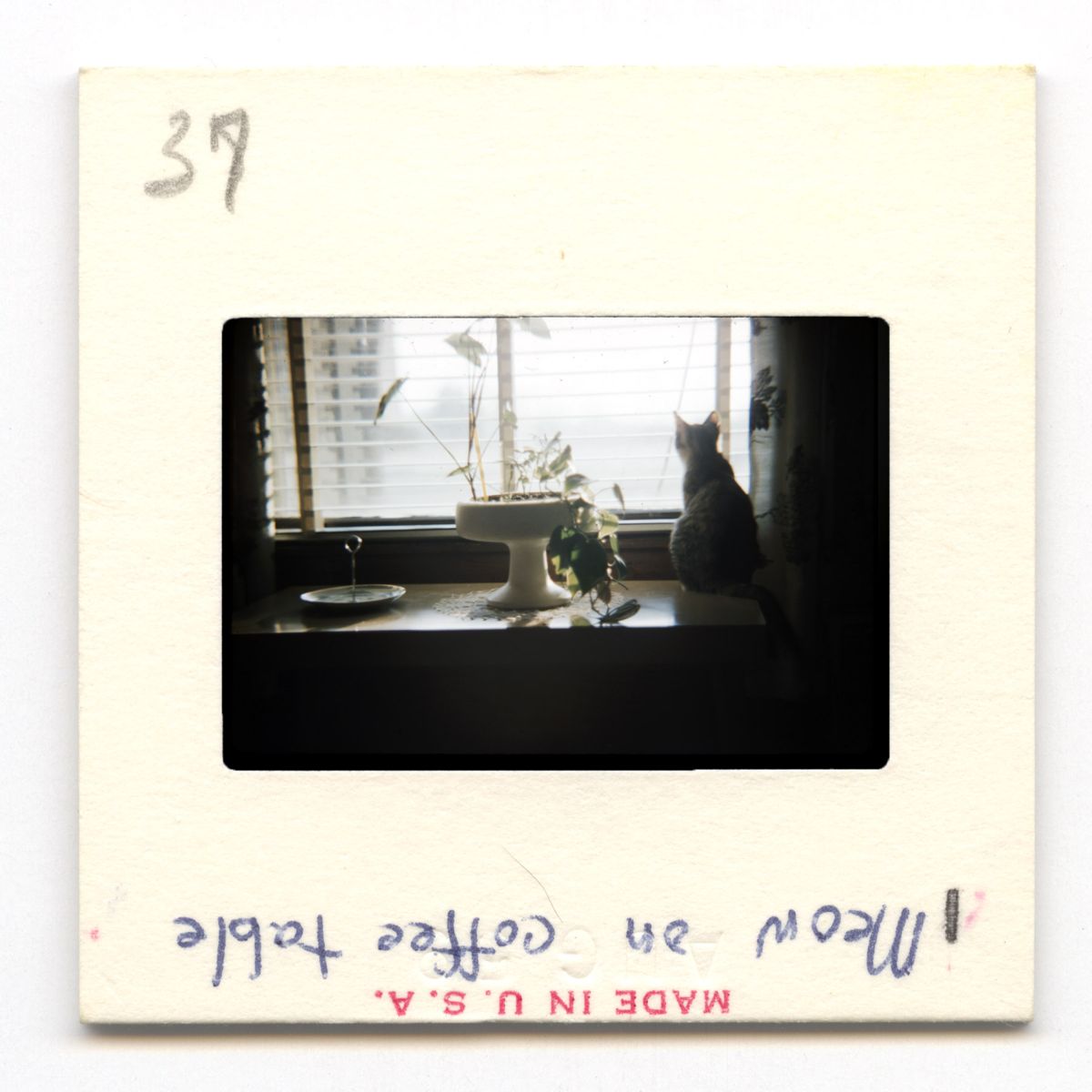 Meow on Coffee Table - 1959