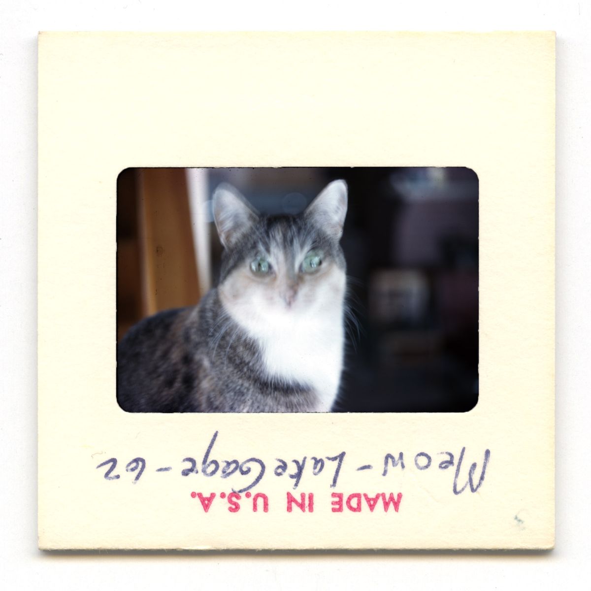 Meow - Lake Gage - 1962