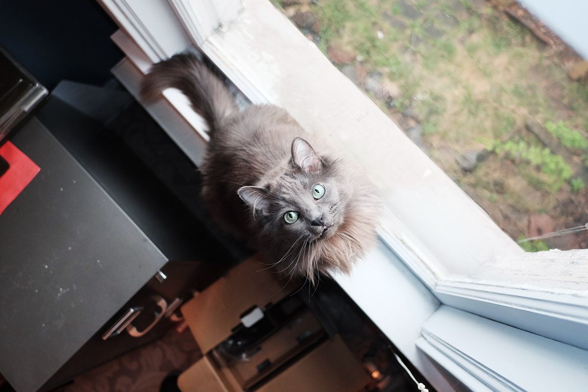 Smoky In The Window