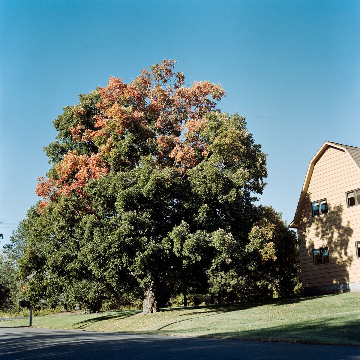 Fall Colors
