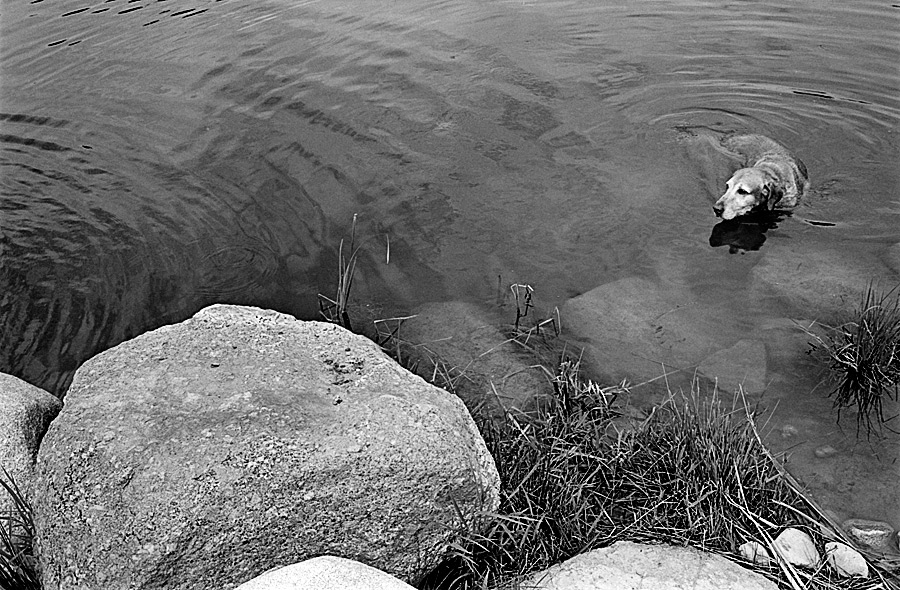Ike Takes a Dip - 2008