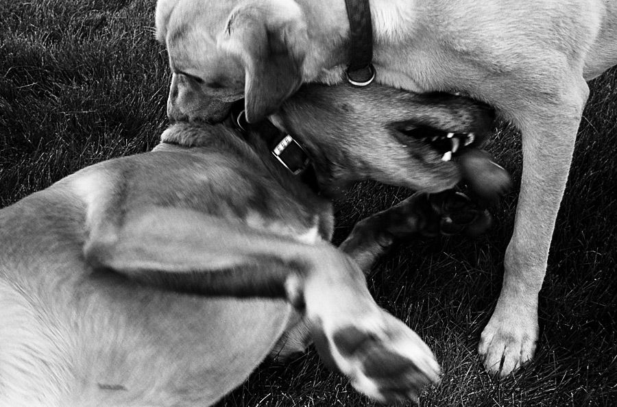 Ike Plays with Gunner - 2004