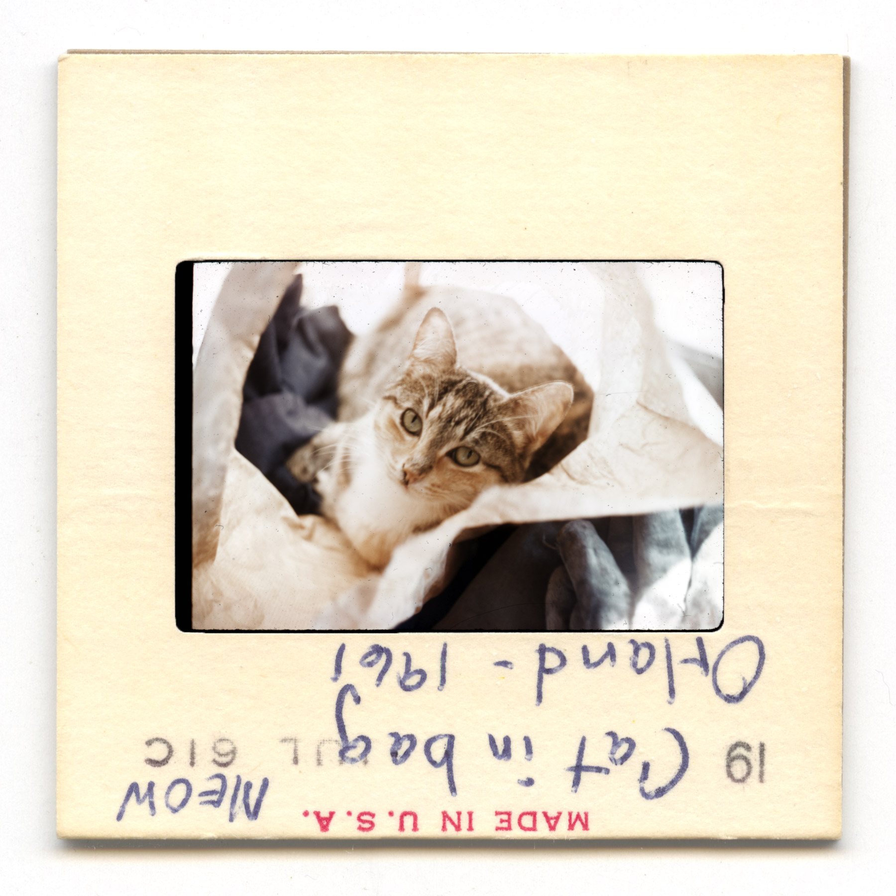 Meow In Bag, Orland - 1961