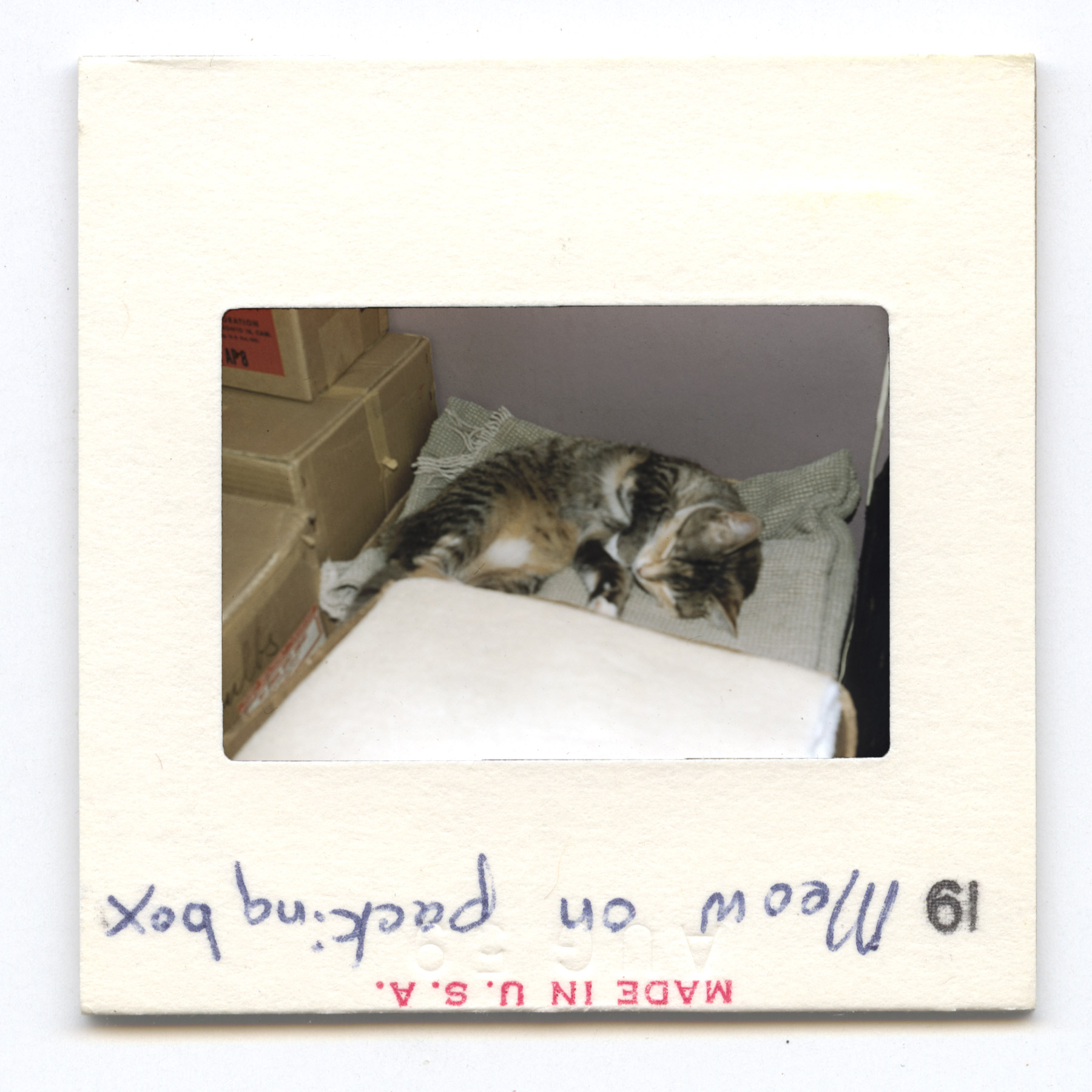 Meow on Packing Box - 1959