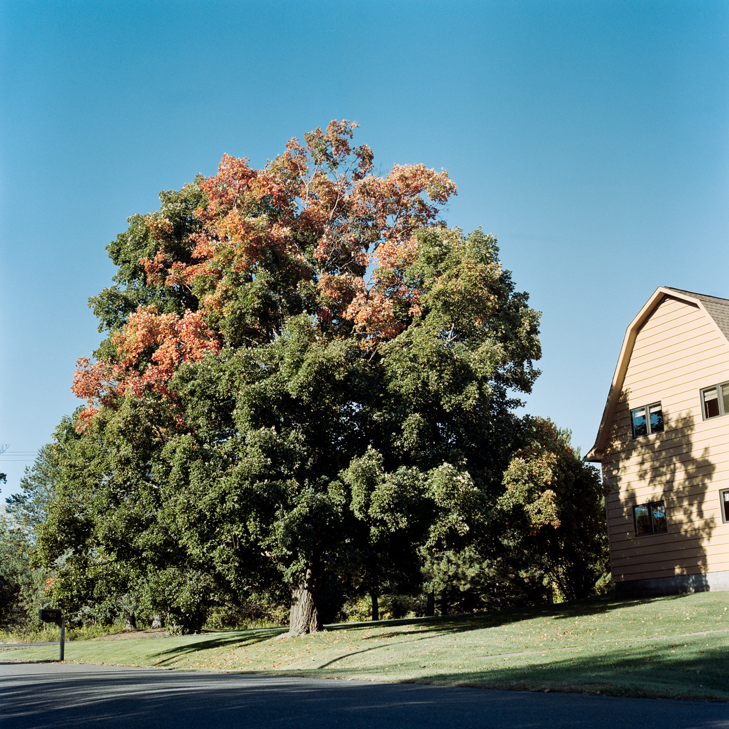 Fall Colors