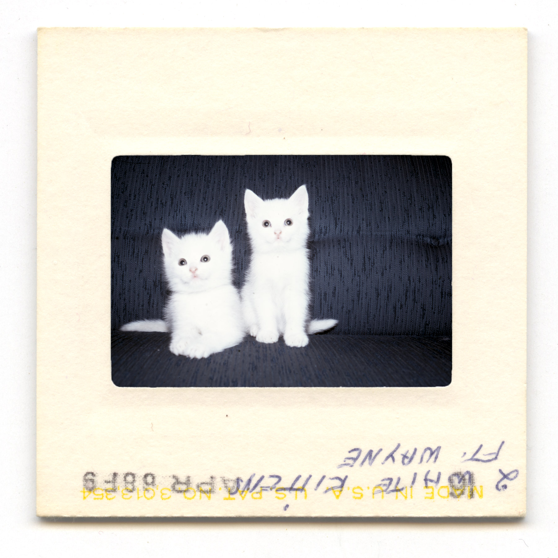 Two White Kittens On A Couch