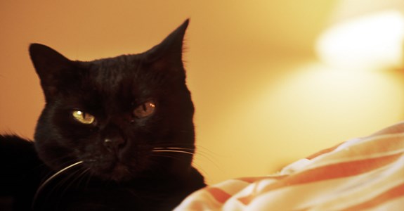 Raiding the Archives 9: Kitty Wompus