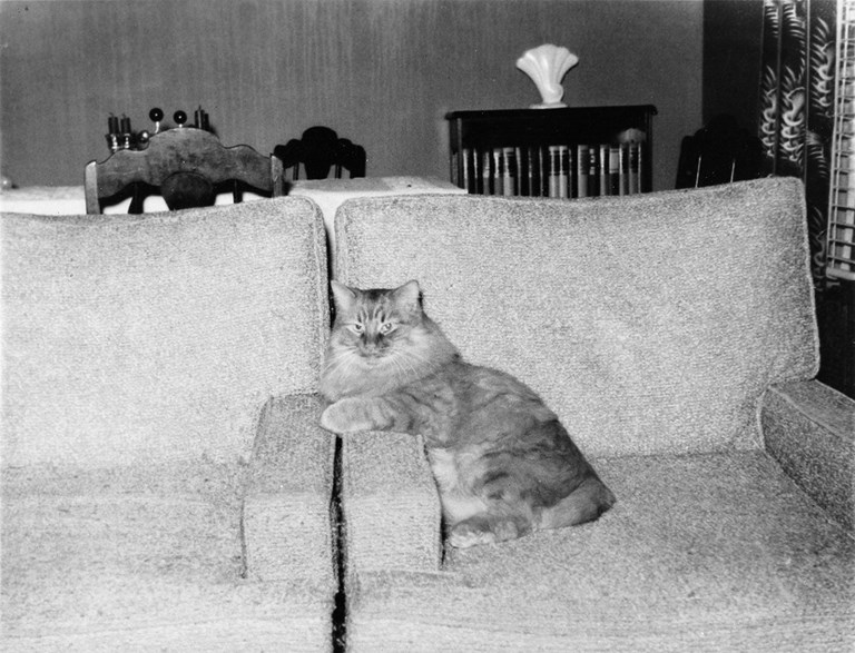Cat on a couch