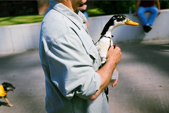 Man with a Duck, June 2011