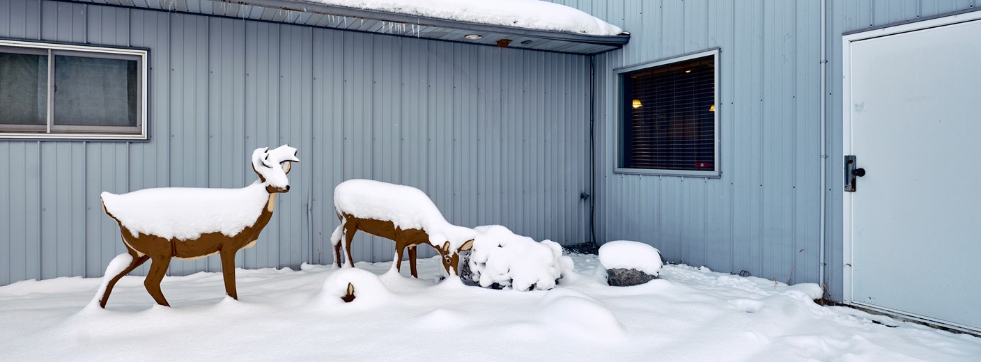 Winter Deer Scene, Birnamwood, Wisconsin, December 2022