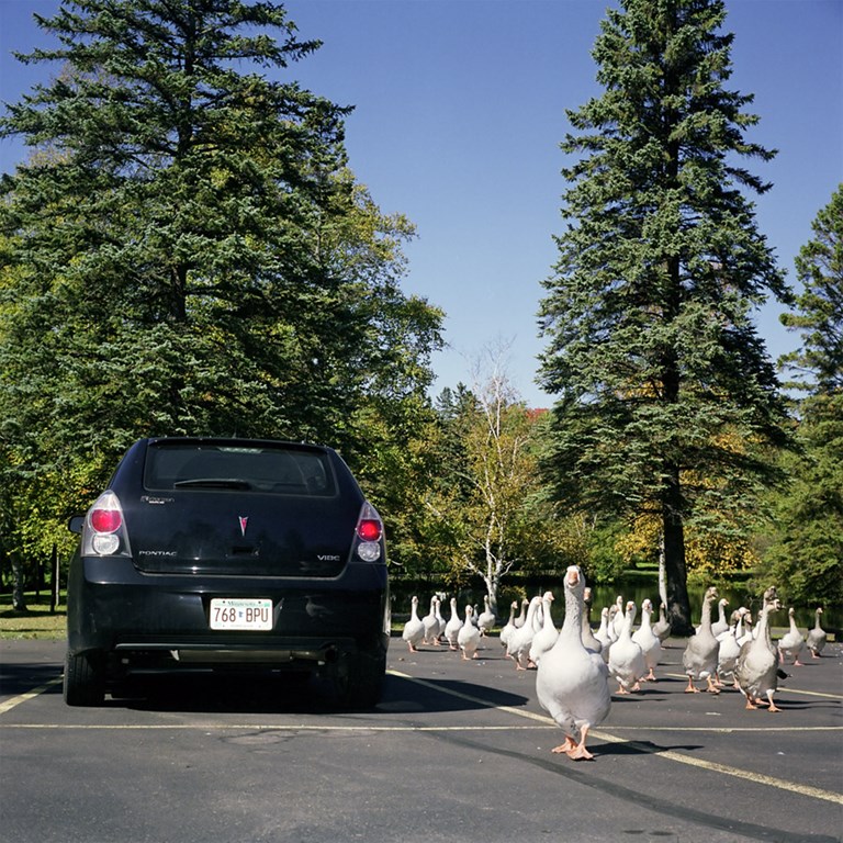 Attack of The Zombie Geese, Duluth, Minnesota, September 2010