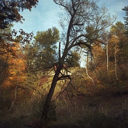 Tree At Chester Creek