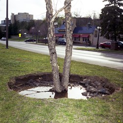 Tree With A Giant Hole Around It
