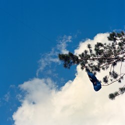 Blue Thing Stuck in a Tree