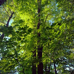 Green Leaves