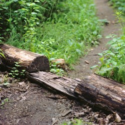 Footpath Cut Through a Log