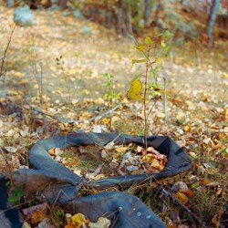 Inner Tubes With Plant