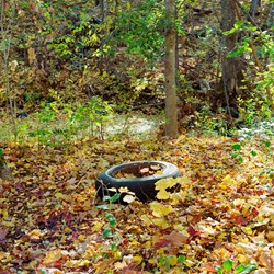 A Fall Tire - Study 2
