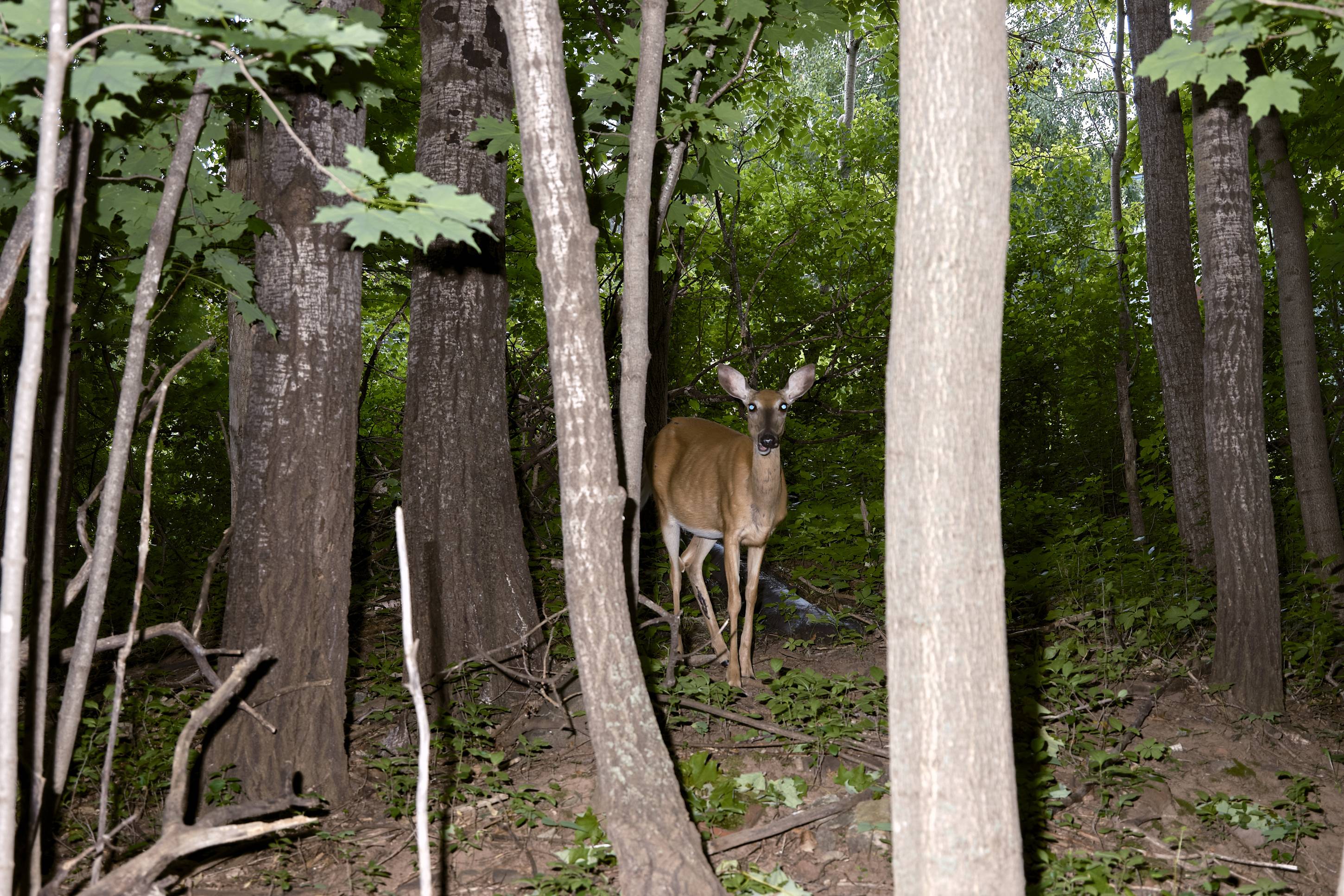 Deer, Duluth, July 2023