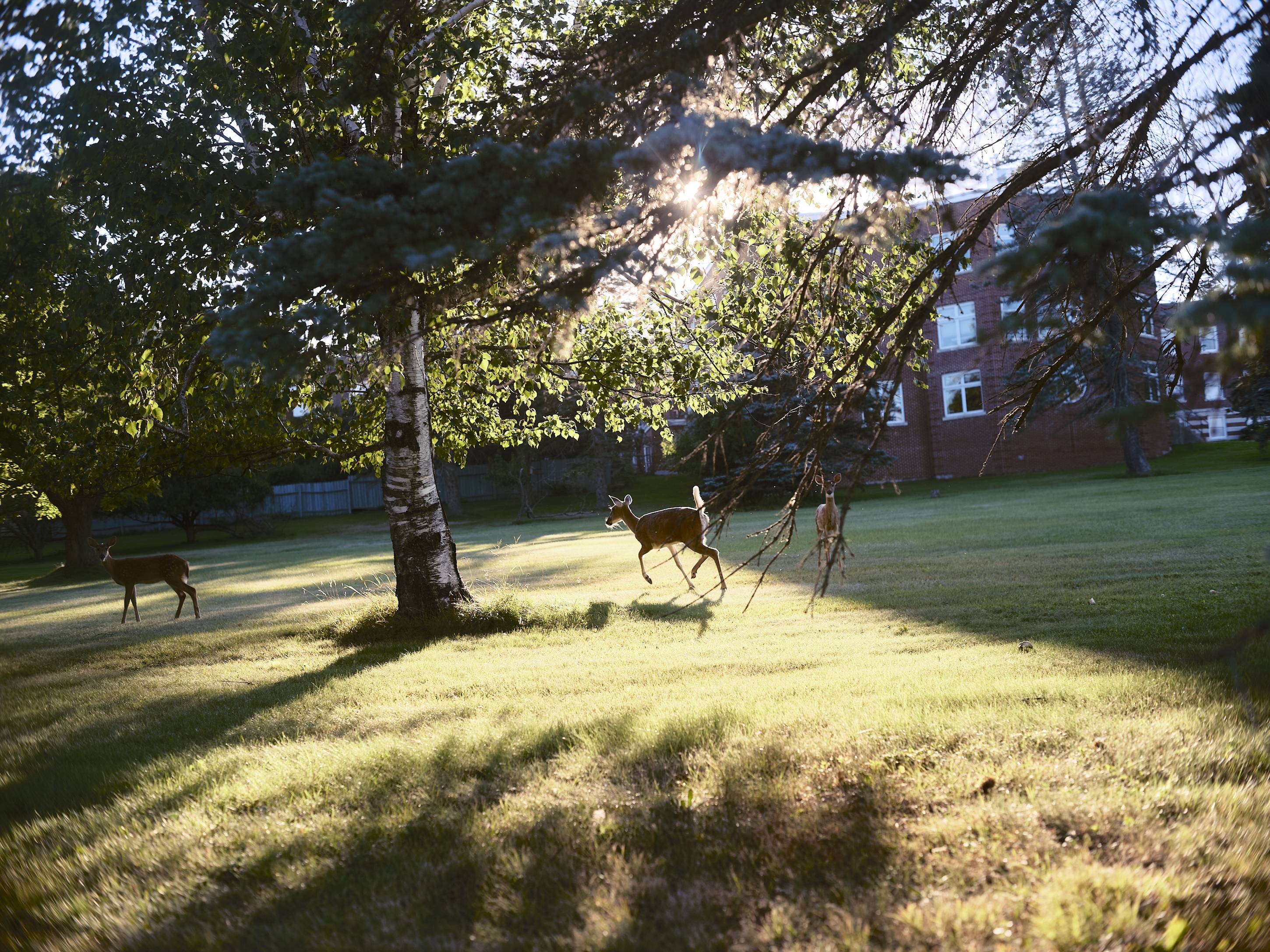 Deer, Duluth, Minnesota, August 2022