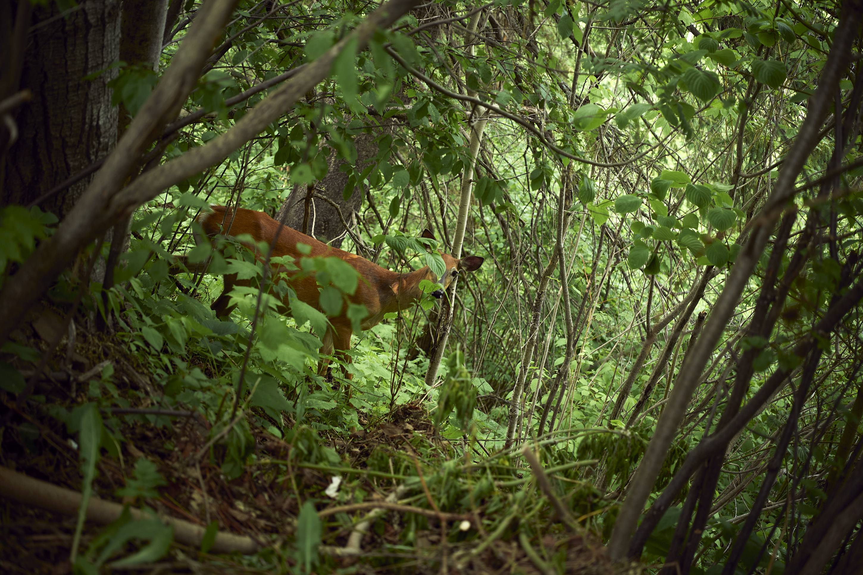 Deer, Duluth, Minnesota, June 2026