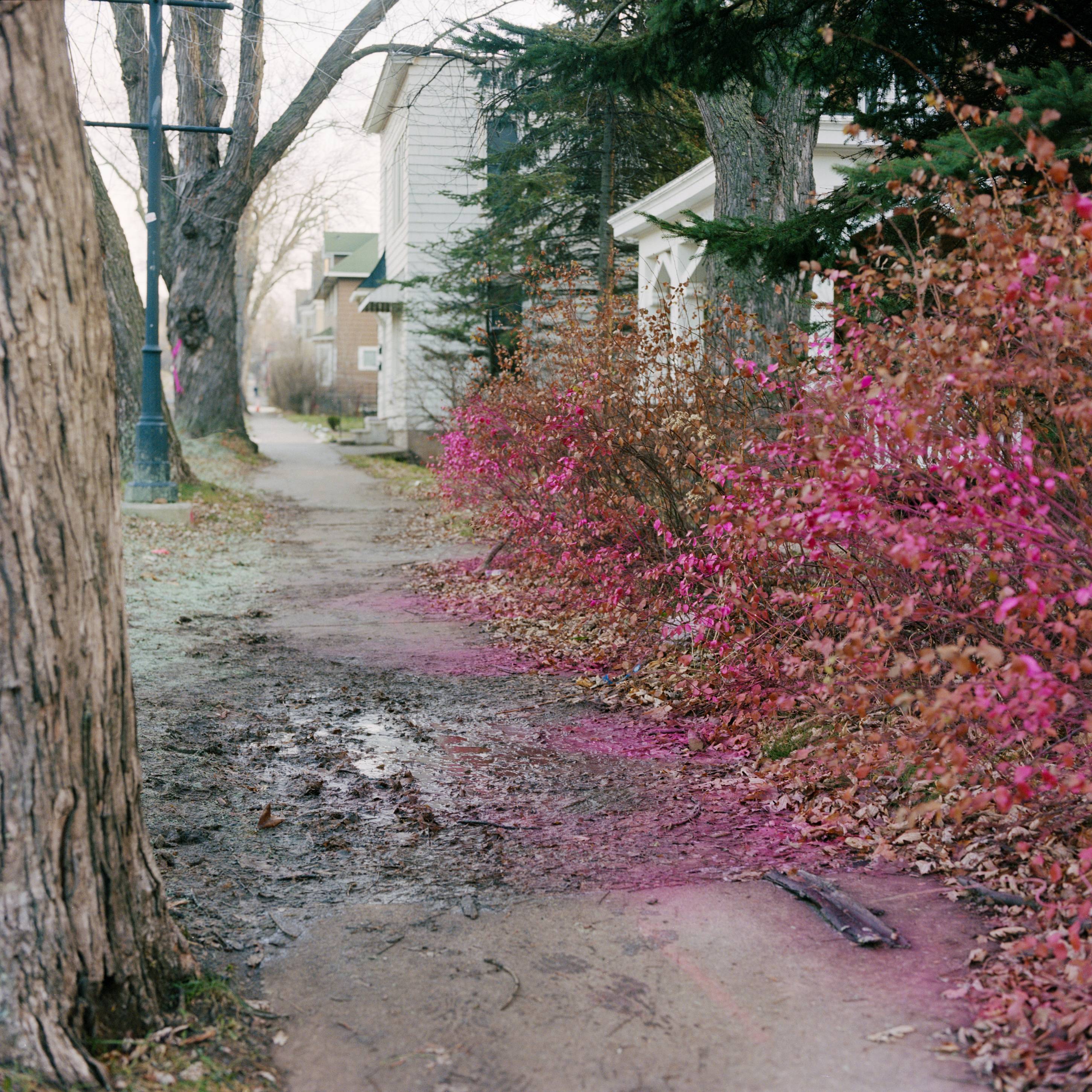 Painted Bushes, Duluth, Minnesota, November 2015