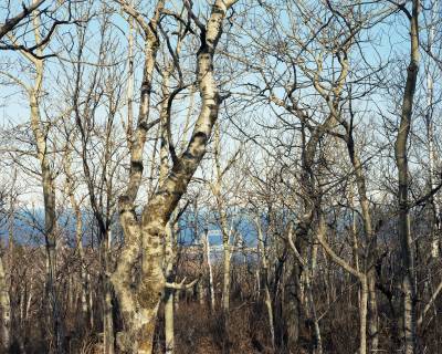 Birch Trees, Duluth, Minnesota, March 2012