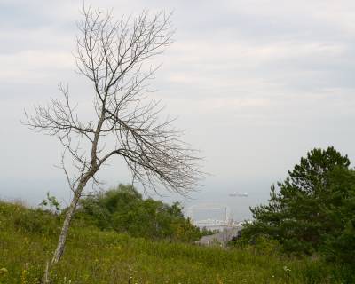 Broken Tree, Duluth, Minnesota, July 2025