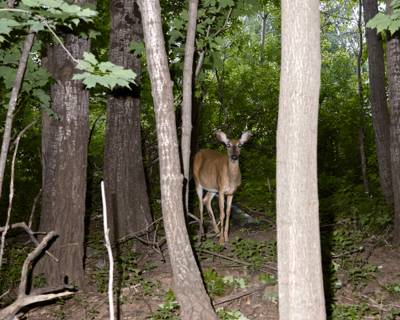 Deer, Duluth, July 2023