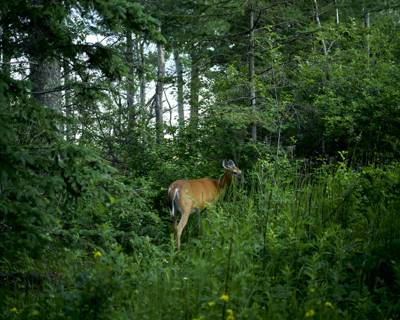 Deer, Duluth, Min, July 2026