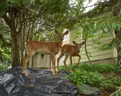 Deer, Duluth, Minnesota, June 2026