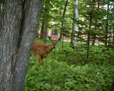 Deer, Duluth, Minnesota, June 2026