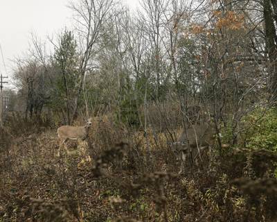 Deer, Duluth, Minnesota, November 2023