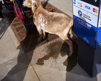 Downtown Goat, Duluth, Minnesota, May 2026