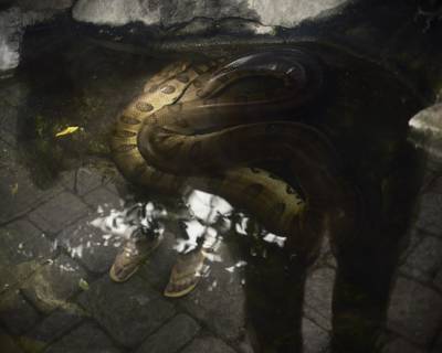 Snakes & Sandals, Como Park Zoo & Conservatory, Saint Paul, Minnesota, September 2022