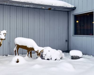 Winter Deer Scene, Birnamwood, Wisconsin, December 2022
