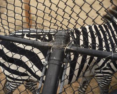 Zebra, Como Park Zoo & Conservatory, Saint Paul, Minnesota, September 2022